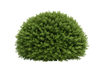 Beautiful and realistic green boxwood shrub isolated on transparent  background for visual projects.