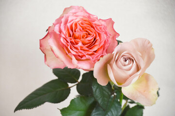 ピンク系のばら