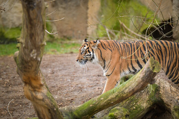 Asian tiger is going in zoo habitat. He is waiting for animal caretaker.	
