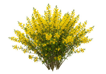 Isolated vibrant yellow flowering cytisus bush with lush green leaves on transparent background
