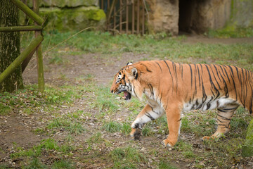 Asian tiger is going in zoo habitat. He is waiting for animal caretaker.	
