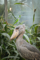 Shoebill is standing its indoor enclosure in the zoo. He stand like statue all the time.
