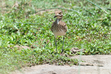 Obraz premium Oedicnème vermiculé,.Burhinus vermiculatus, Water Thick knee