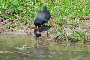 Râle à bec jaune,.Amaurornis flavirostra, Black Crake