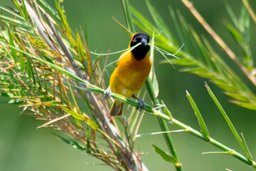 Tisserin gendarme, .Ploceus cucullatus, Village Weaver, Afrique du Sud