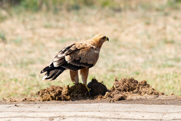 Aigle ravisseur,.Aquila rapax, Tawny Eagle