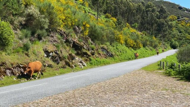 A herd of cows along the road in the Peneda Geres natural Park in Portugal.
