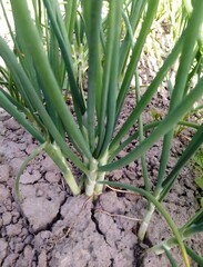 Fototapeta premium Fresh Green Onions in Close-Up