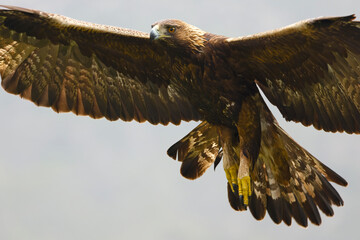 Adult Golden Eagle flying in its territory on a Mediterranean mountain at first light