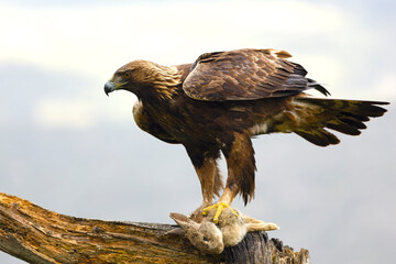 An adult Golden Eagle on its favorite vantage point with a freshly hunted prey in a Mediterranean forest at first light.