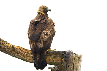 An adult Golden Eagle on its favorite vantage point with a freshly hunted prey in a Mediterranean...