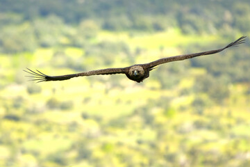 Adult Golden Eagle flying in its territory on a Mediterranean mountain at first light