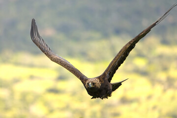 Adult Golden Eagle flying in its territory on a Mediterranean mountain at first light