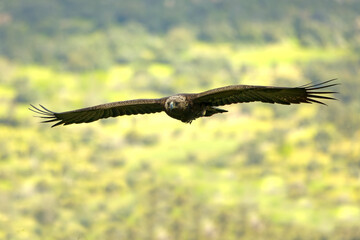 Adult Golden Eagle flying in its territory on a Mediterranean mountain at first light