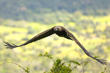 Adult Golden Eagle flying in its territory on a Mediterranean mountain at first light