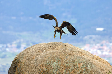 Adult Golden Eagle flying in its territory on a Mediterranean mountain at first light