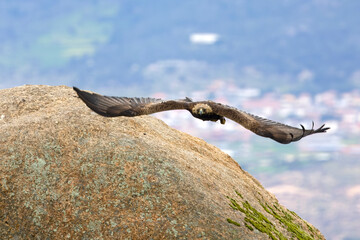 Adult Golden Eagle flying in its territory on a Mediterranean mountain at first light