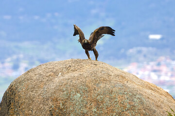 Adult Golden Eagle flying in its territory on a Mediterranean mountain at first light