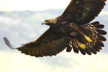 Adult Golden Eagle flying in its territory on a Mediterranean mountain at first light