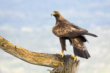 Adult female Golden Eagle in a Mediterranean mountainous area at first light on a rainy day at her favorite vantage point
