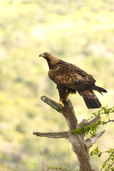 Adult female Golden Eagle in her territory within a Mediterranean forest at first light