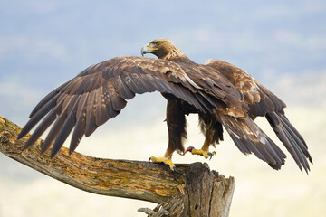 Adult female Golden Eagle in a Mediterranean mountainous area at first light on a rainy day at her favorite vantage point