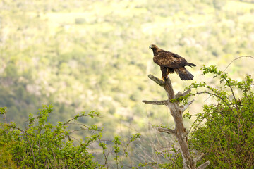 Adult female Golden Eagle in a Mediterranean mountainous area at first light on a rainy day at her favorite vantage point
