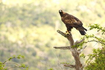 Adult female Golden Eagle in her territory within a Mediterranean forest at first light