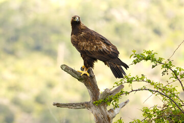 Adult female Golden Eagle in a Mediterranean mountainous area at first light on a rainy day at her favorite vantage point