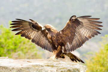 Adult female Golden Eagle in her territory within a Mediterranean forest at first light