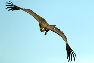 Black vulture flying in a Mediterranean mountainous area at first light of day