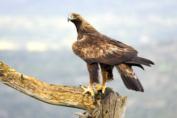 Adult female Golden Eagle in a Mediterranean mountainous area at first light on a rainy day at her...