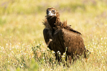 Black vulture on a Mediterranean mountain on a rainy day at first light