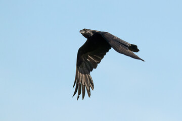 Common raven flying on a very clear day at first light