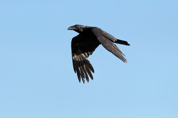 Common raven flying on a very clear day at first light