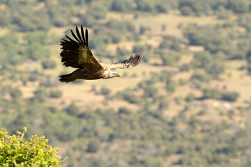 Griffon vulture flying in a Mediterranean mountainous area at first light of day