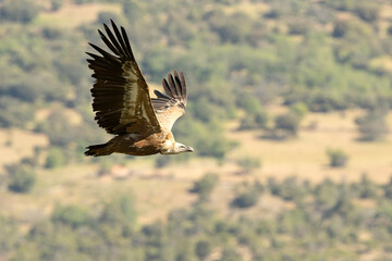 Griffon vulture flying in a Mediterranean mountainous area at first light of day