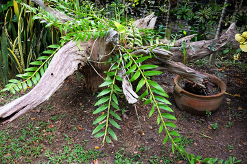 Monstera or green plant growing on dried tree trunk decorated in tropical garden