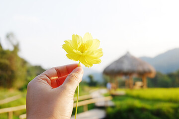 Hand holding blooming a single yellow cosmos flower with wooden pavilion with dry thatched roof in grass field and natural sunlight
