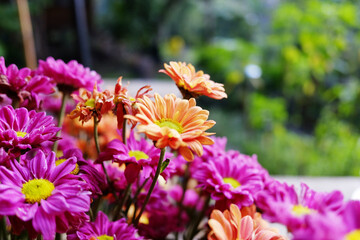 Close up Blooming beautiful pink and orange Chrysanthemum flowers bouquet in natural garden background. Copy space