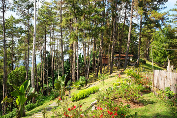 Wooden house of countryside on green lawn field in pine forest and tropical garden on the mountain in Thailand
