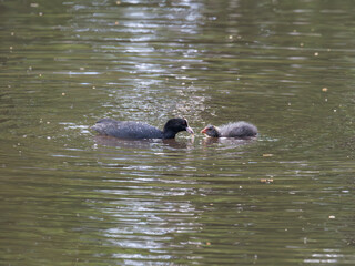 Blässhuhn mit Jungem