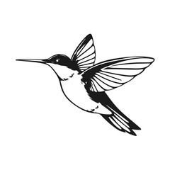 Hummingbird vector art, flying bird silhouette, tropical bird design, wild nature icon, exotic animal illustration