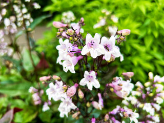 紫色のペンステモン