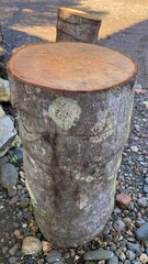 Coconut Tree Trunk Slice on Natural Outdoor Surface © imagezine