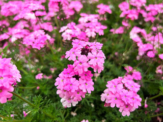 色鮮やかなバーベナ