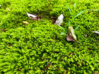 苔と落ち葉