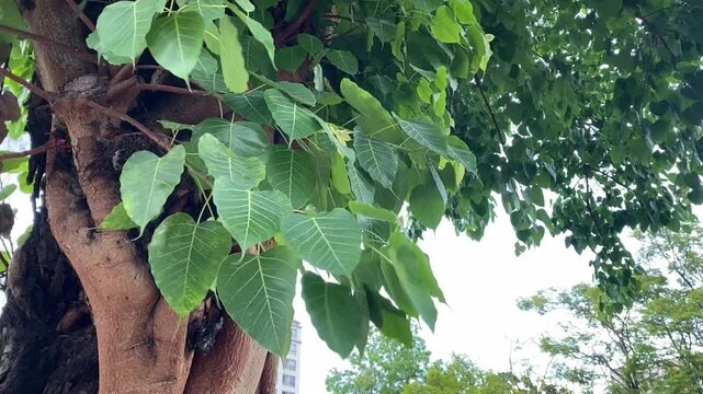 Ficus religiosa tree leaves swaying in the breeze with visible trunk and lush greenery
