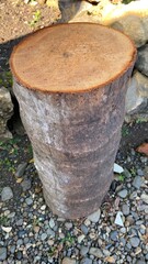 Naklejka premium Coconut Tree Trunk Slice on Natural Outdoor Surface