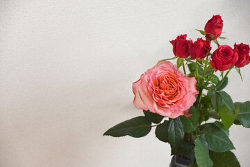 ピンクと赤のばら